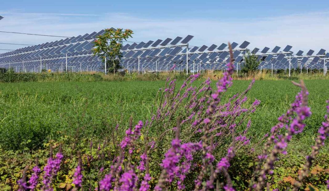 Unire produzione agricola ed energetica sostenibili è possibile grazie all'agrivoltaico, smart e rinnovabile.