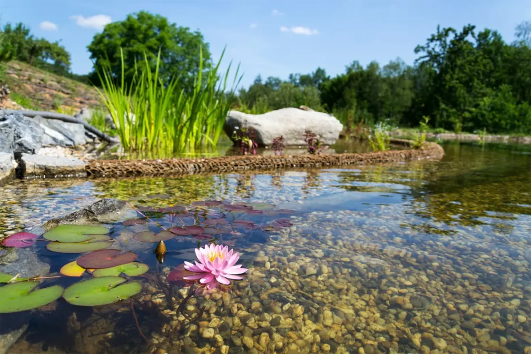 Con la transizione ecologica anche la piscina diventa naturale, si autodepura grazie alle piante e favorisce la vitalità dell’ambiente