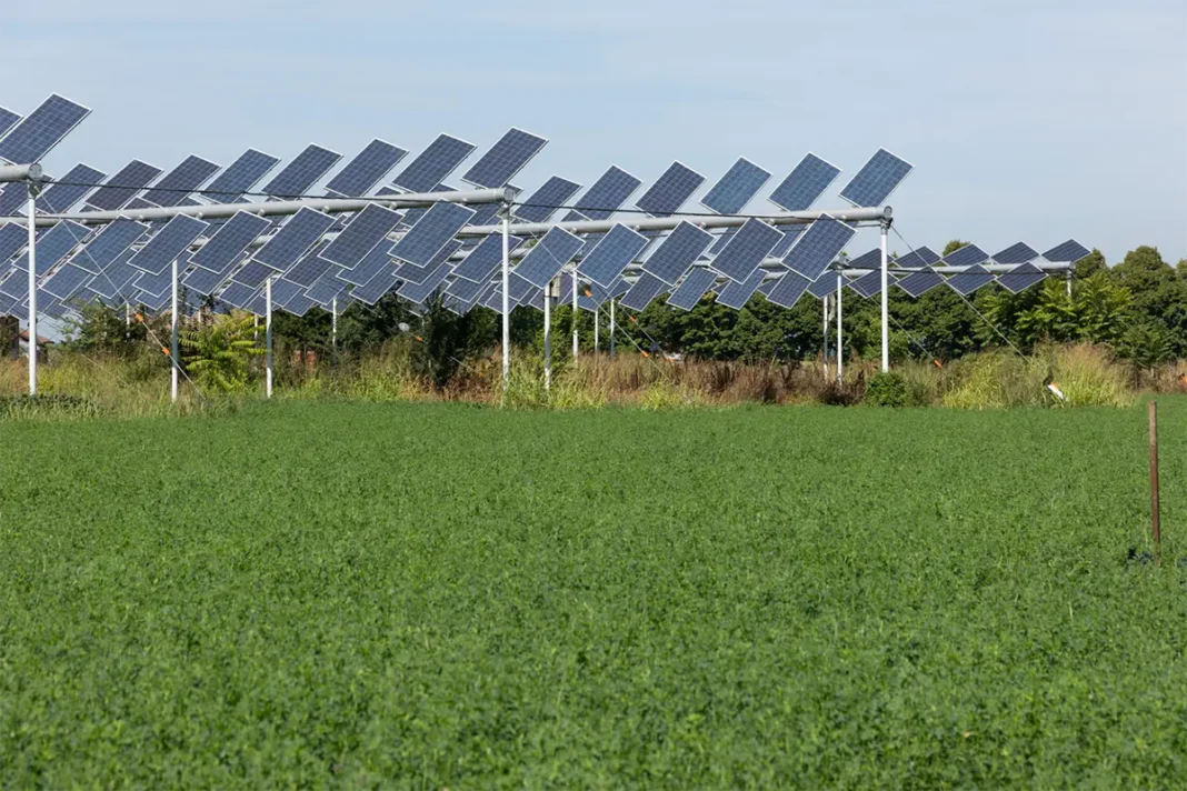 Fotovoltaico, agricoltura e allevamento sono compatibili e promettono di incentivare in sinergia la transizione ecologica.